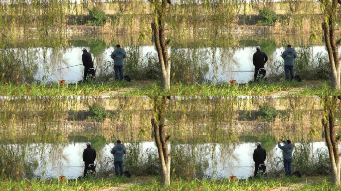 柳树下河边钓鱼