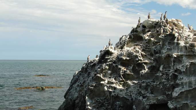 航拍海边岩石海鸟