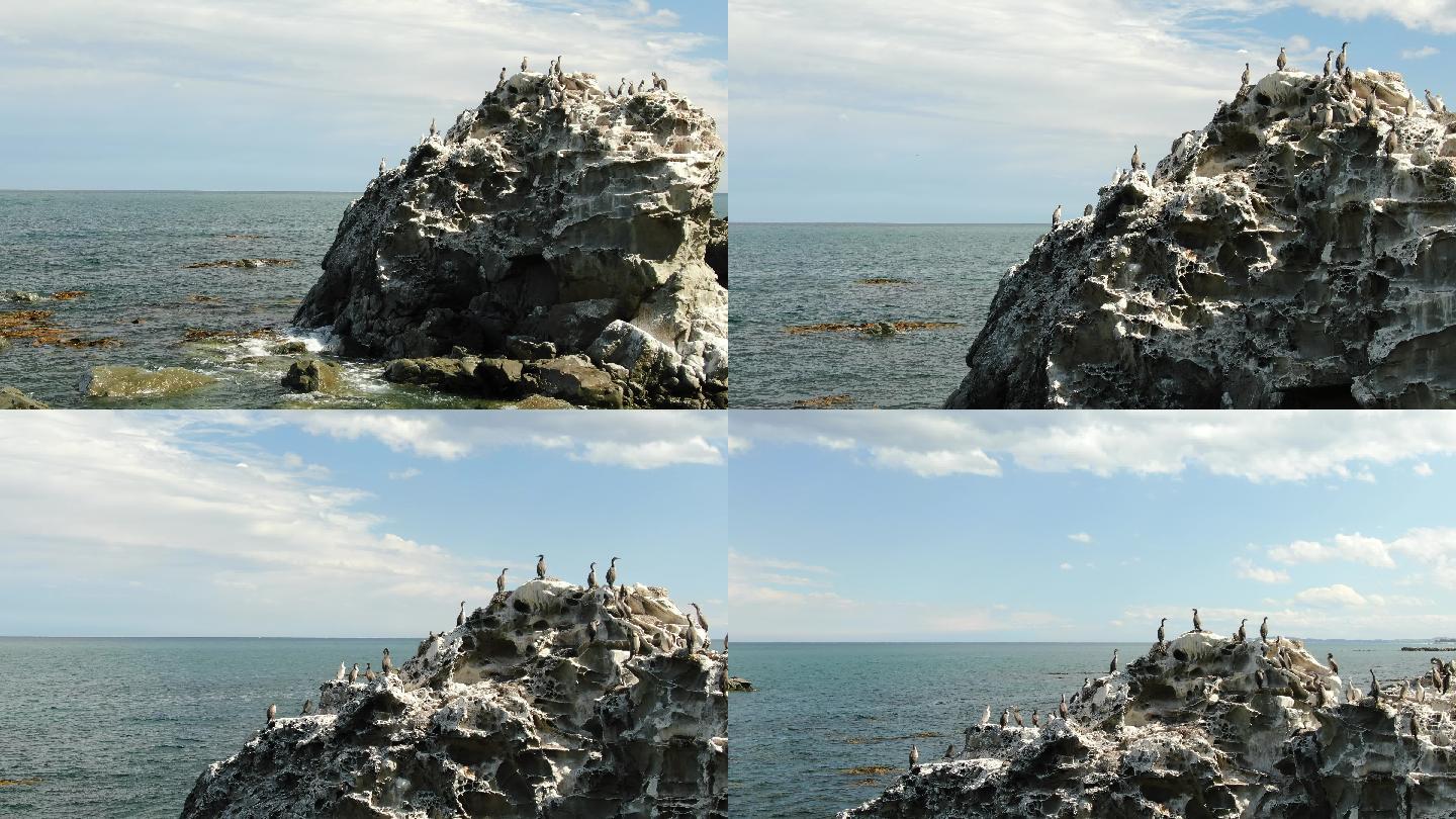 航拍海边岩石海鸟