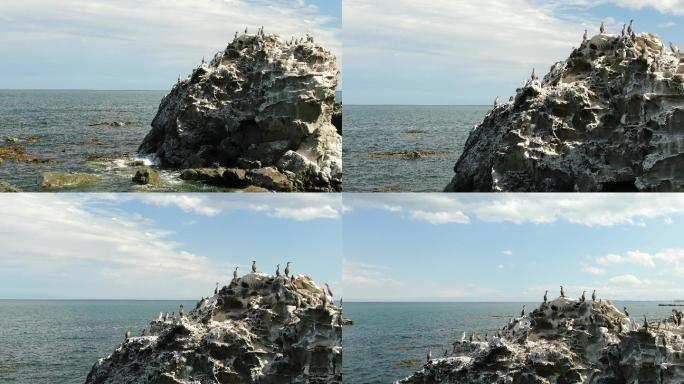 航拍海边岩石海鸟