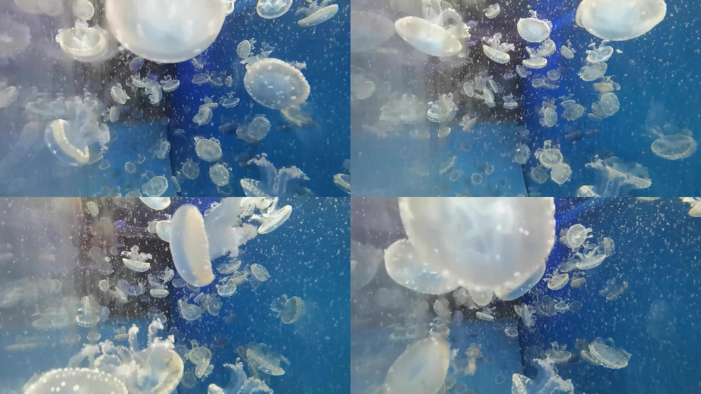 海昌极地海洋公园的水母
