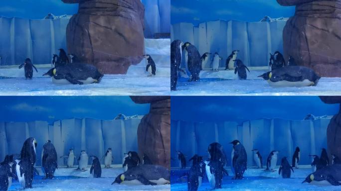 海昌极地海洋公园的企鹅