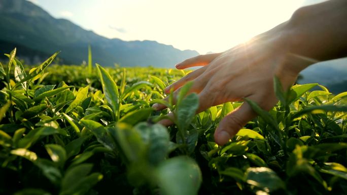 手触摸茶叶手触摸茶叶唯美逆光亲近大自然