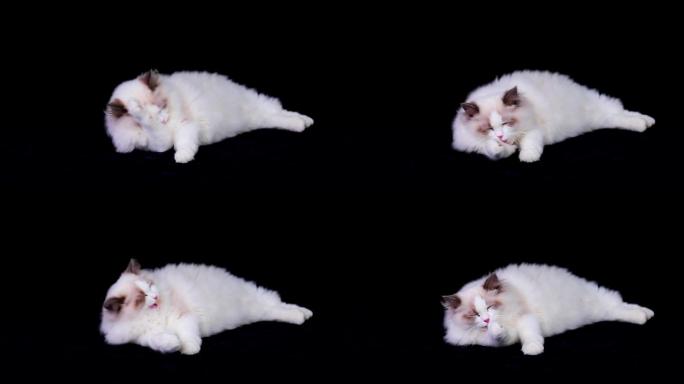 布偶猫舔毛视频素材