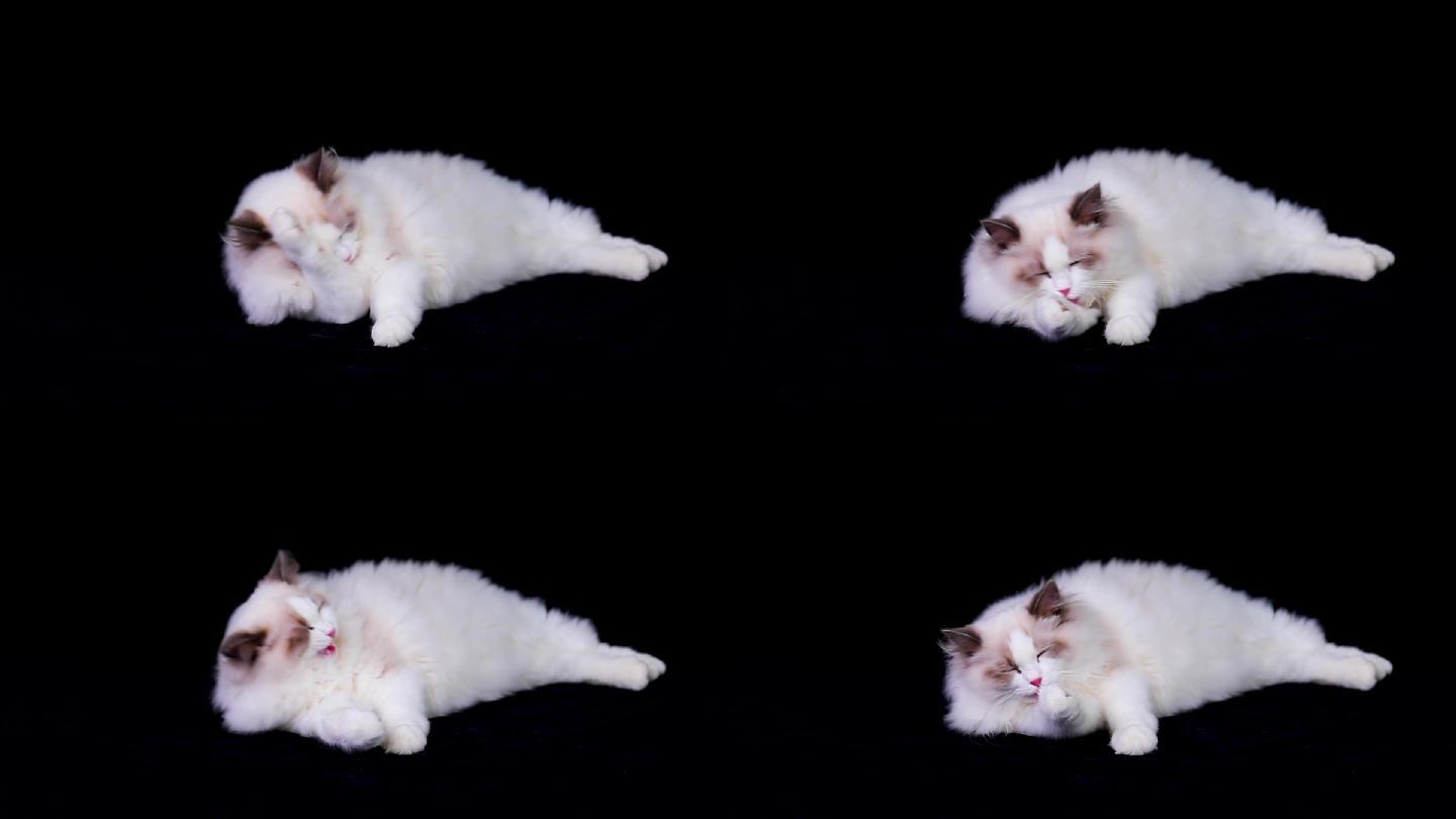布偶猫舔毛视频素材