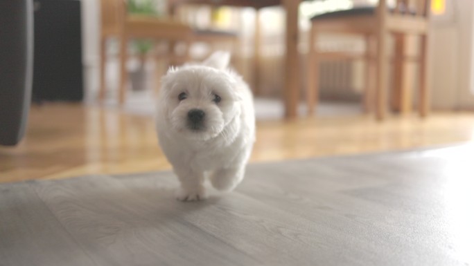 可爱的小狗在奔跑宠物犬白色小狗家庭养狗