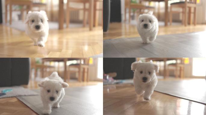 可爱的小狗在奔跑宠物犬白色小狗家庭养狗