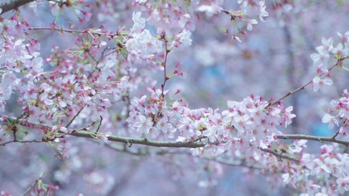 欣赏樱花树枝