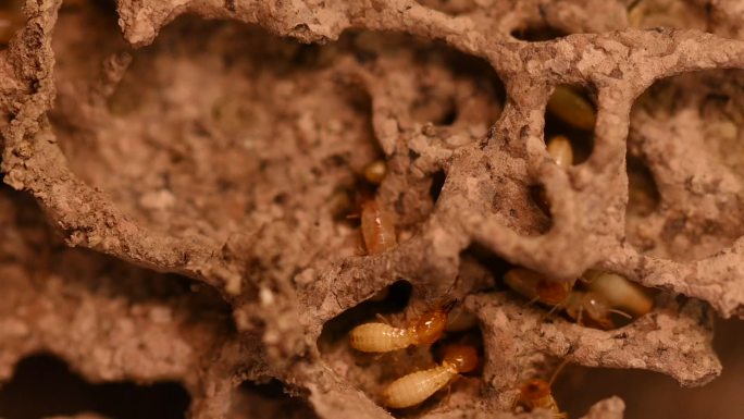 木材上的小白蚁地下害虫啃食破坏病虫害危害