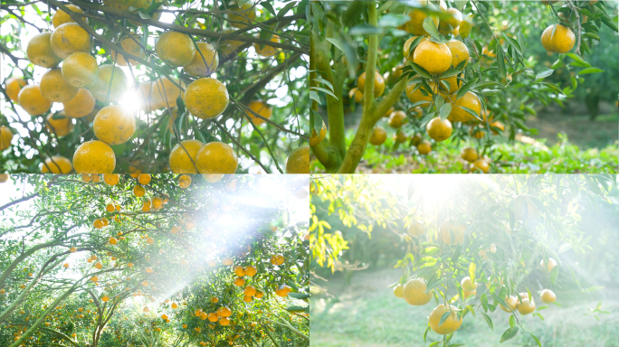 阳光洒在橘子上，透过树叶的阳光