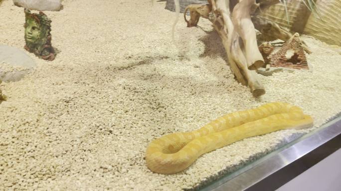 爬虫爬行动物馆里的黄金蟒丛林蟒蟒蛇