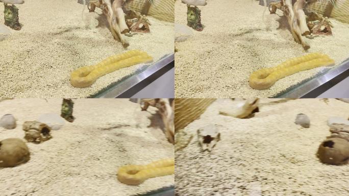 爬虫爬行动物馆里的黄金蟒丛林蟒蟒蛇