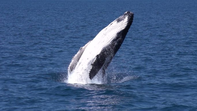 座头鲸实拍视频素材慢镜头出水入水拍打水面