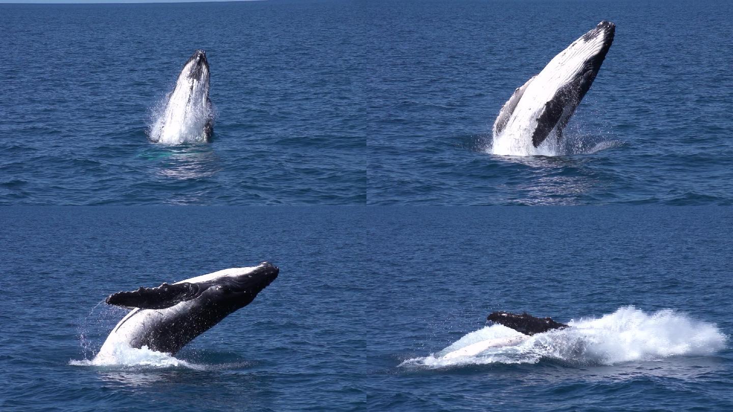 座头鲸实拍视频素材慢镜头出水入水拍打水面