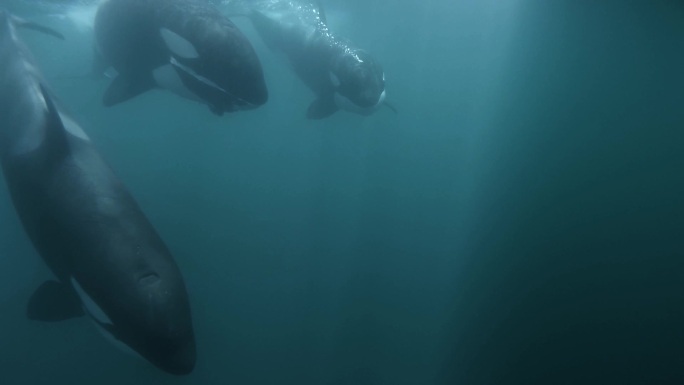 虎鲸游近镜头极危物种海洋馆展区海豚科齿鲸