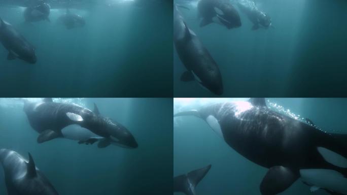 虎鲸游近镜头极危物种海洋馆展区海豚科齿鲸