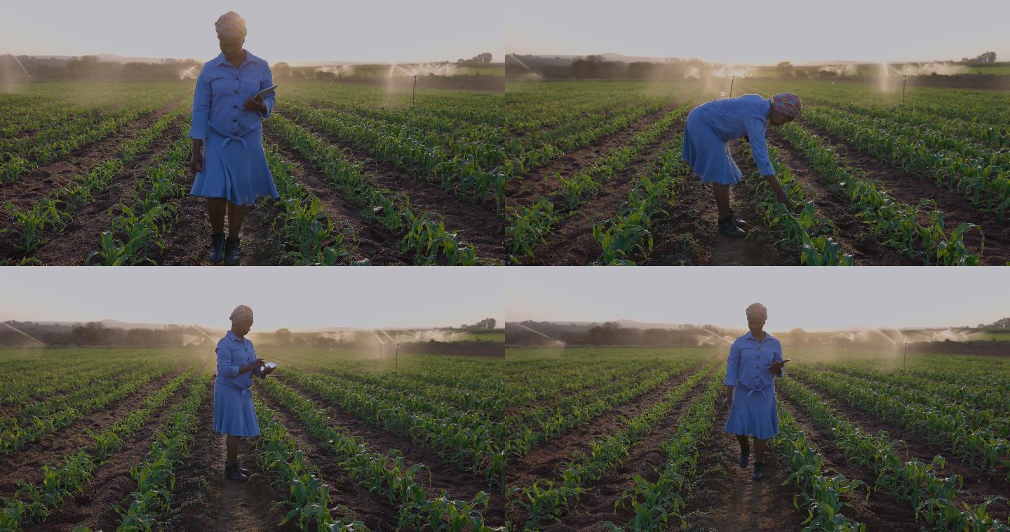 女农民使用数字平板电脑监控蔬菜