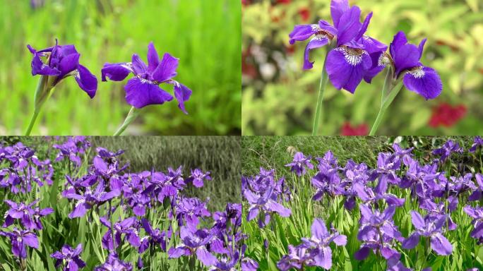 马兰花、鲜花盛开、花朵特写 10