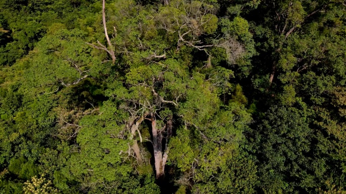 【4K航拍】森林树木全景特写