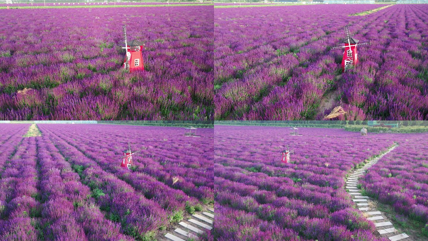 鼠尾草，花海，紫色花海