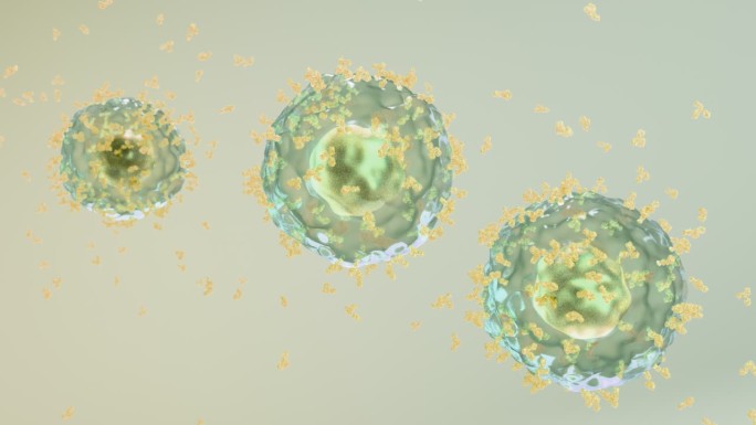 免疫系统激活B细胞产生释放抗体抗病毒11