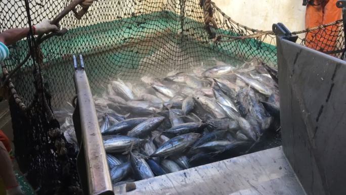 捕获的巨大金枪鱼