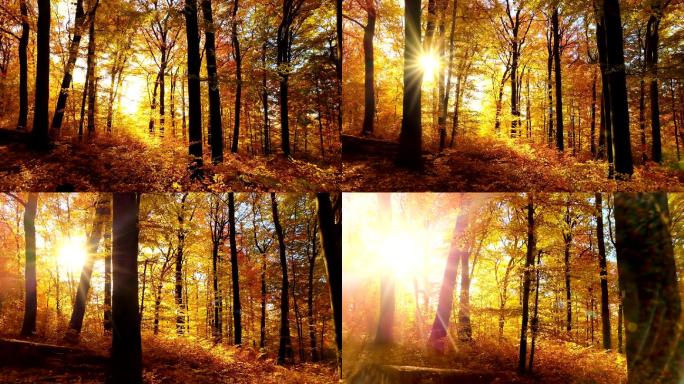 太阳把美丽的光线投射到秋天的森林里
