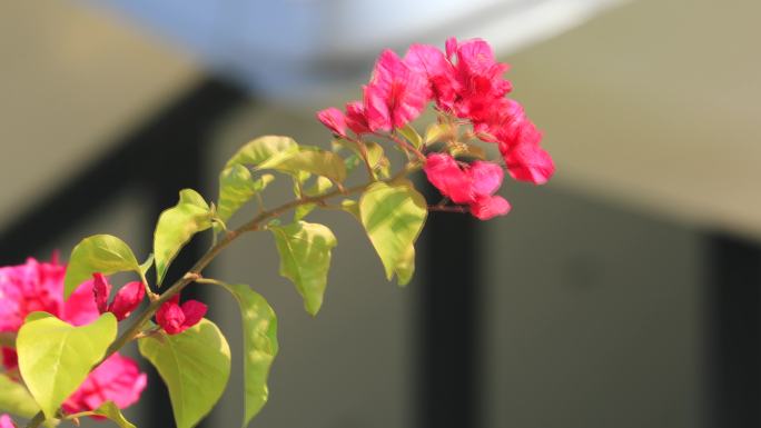 风中摇弋的花朵