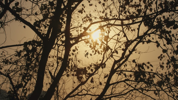 6K清晨逆光下的暖阳树枝