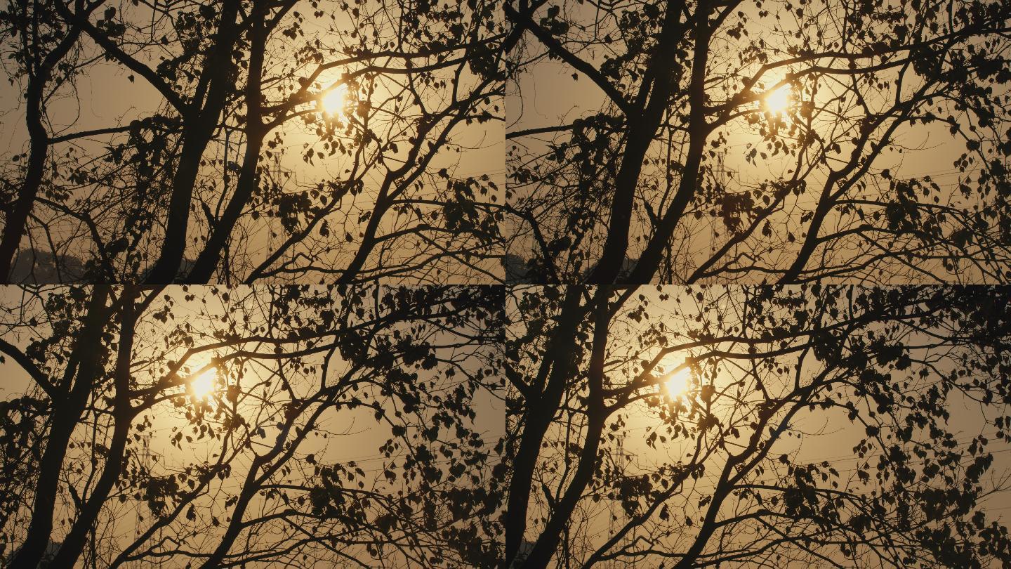 6K清晨逆光下的暖阳树枝