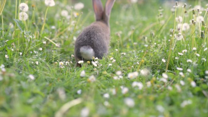 兔子在草地上快乐地奔跑。