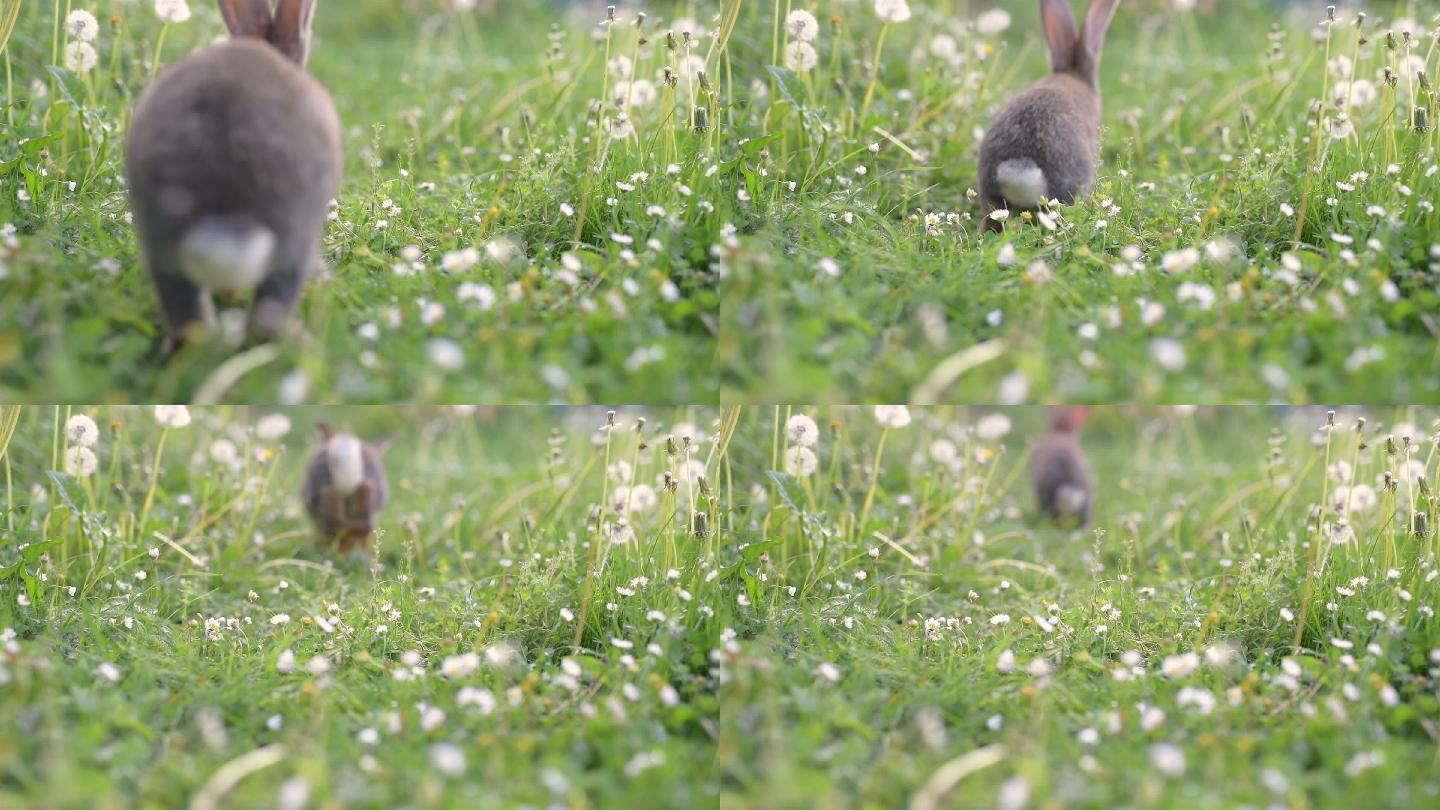 兔子在草地上快乐地奔跑。