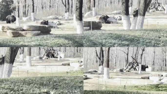 野生动物园开车看棕熊 (1)