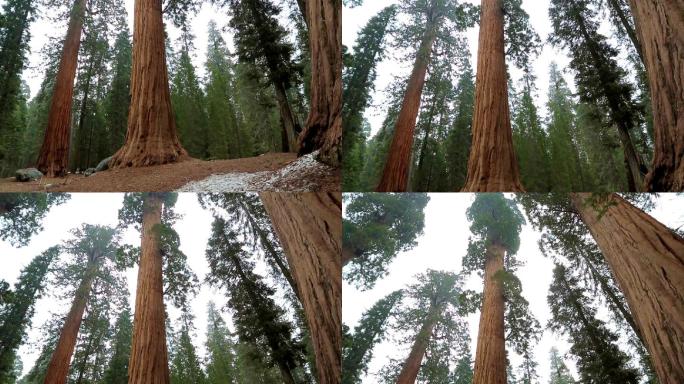 约塞米蒂公园里的巨型红杉树