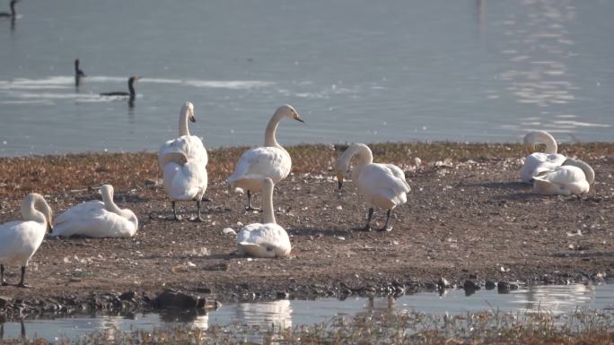 湿地公园成群结队的天鹅游玩A