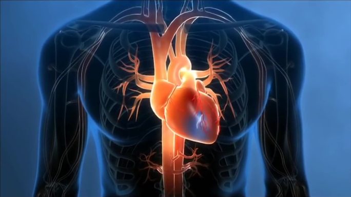 人体心脏系统三维