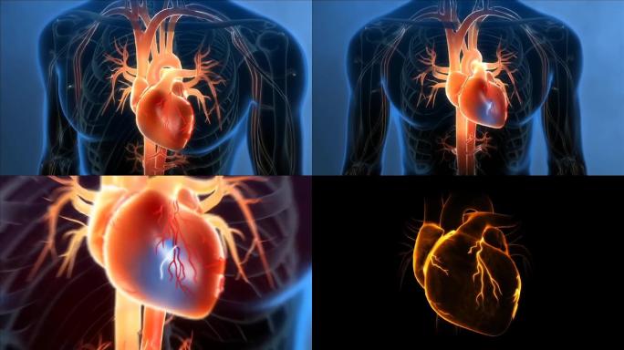 人体心脏系统三维