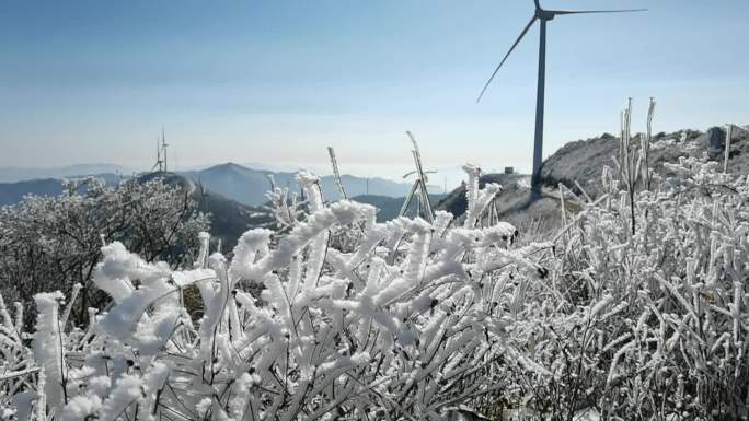 冰雪白鹤尖