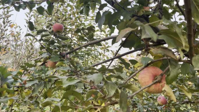 4k果树苹果采摘园摘苹果 (6)
