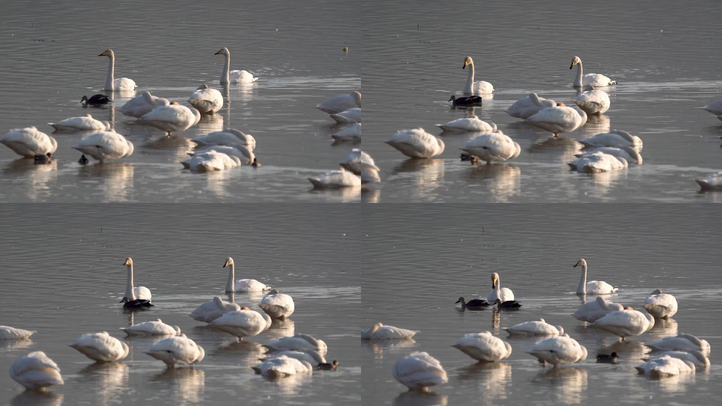 湿地公园成群结队的天鹅游玩A
