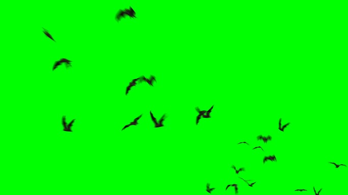 蝙蝠飞翔绿幕抠像蝙蝠哺乳动物
