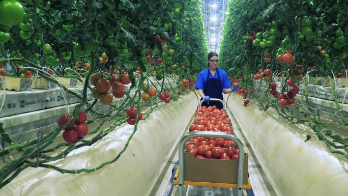 一个女人在温室里采摘西红柿