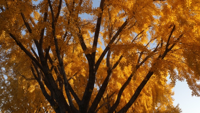 秋天银杏树明亮的黄色叶子