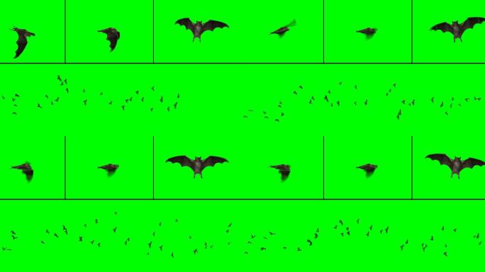 蝙蝠群绿布绿幕扣绿视频素材