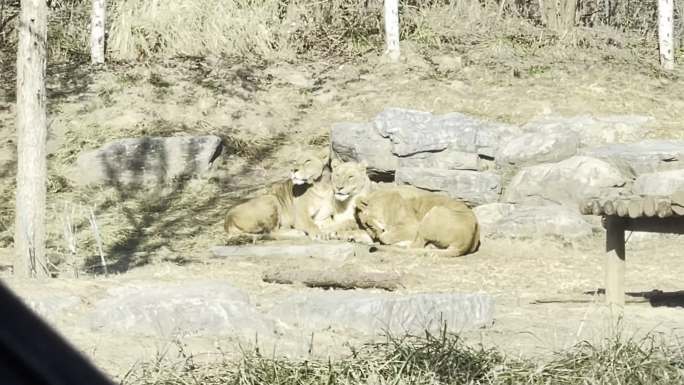 野生动物园开车看狮子和老虎 (2)