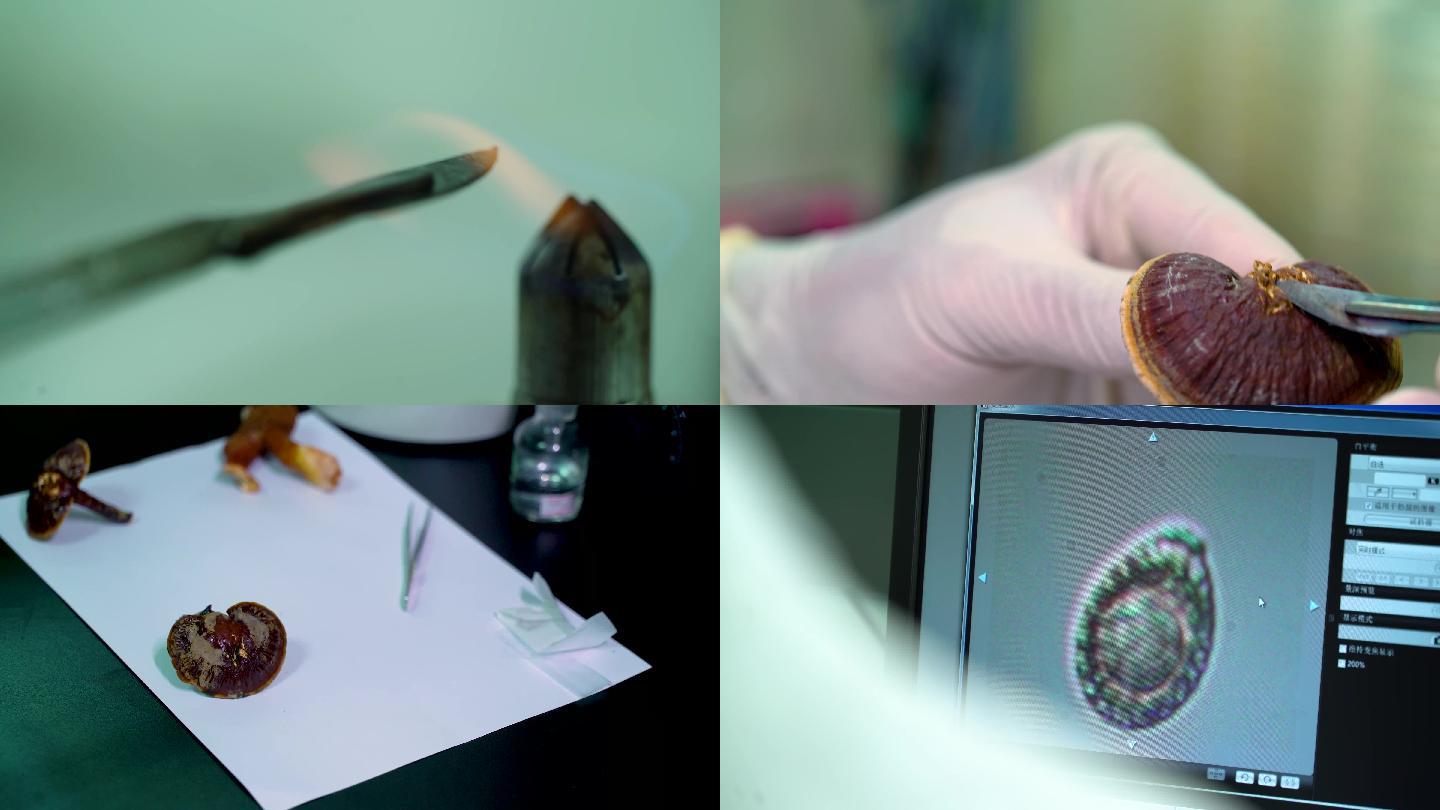 实验室内对灵芝研究显微镜生物科技4K科研