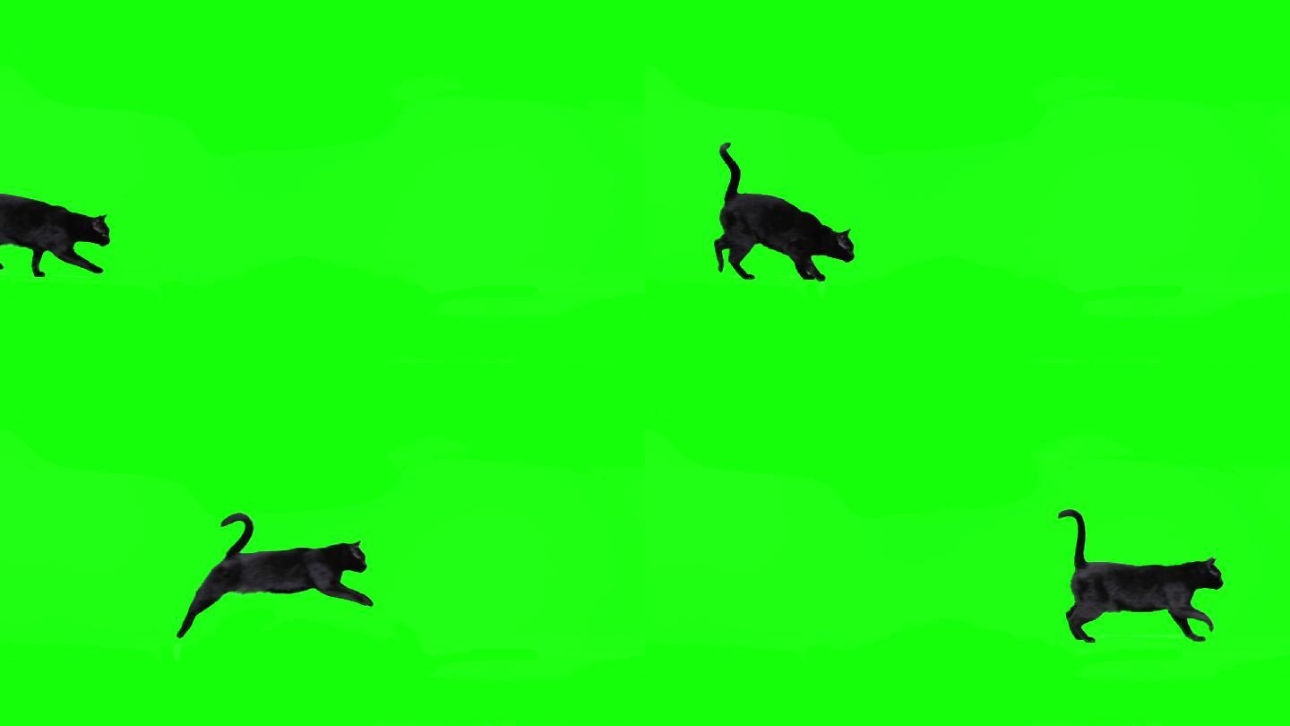 黑猫在绿色屏幕上跳跃