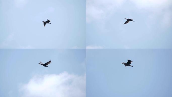 鸟在天空中飞行湿地湖泊鸟类生态环境保护野