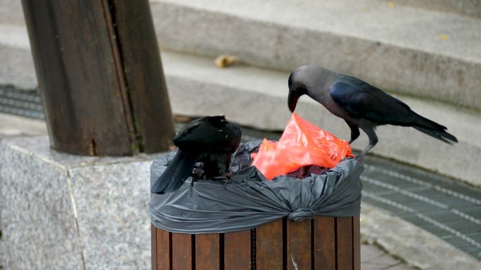 一群乌鸦吃垃圾箱里的垃圾