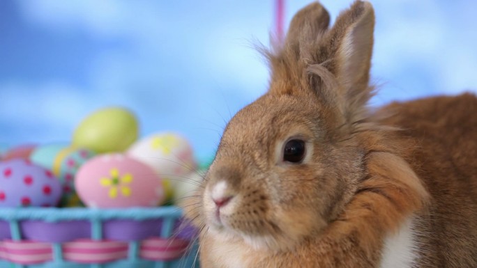 兔子和复活节篮子实拍视频素材